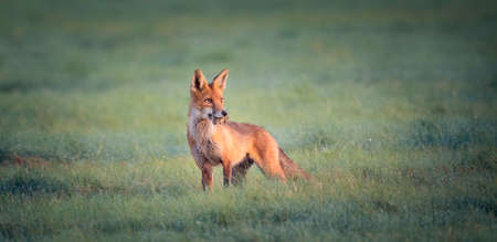 Red fox Vulpes he caught a mouse in the meadow and looked around with the catch, the best photo