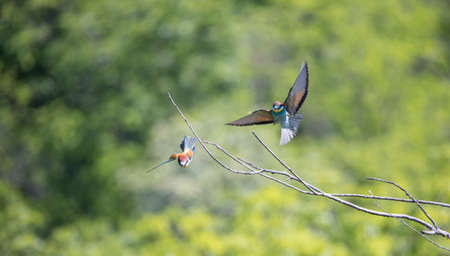 European bee-eater sitting on a tree branch, the best pohotoの写真素材