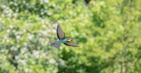 European bee-eaters flies across the sky in pairs, the best photoの写真素材