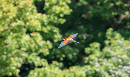 European bee-eaters flies across the sky in pairs, the best photoの写真素材