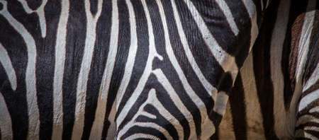 background which the structure of hide of zebra is represented on, the best photo