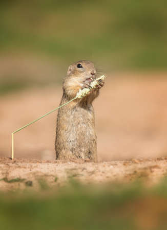 ground squirrel eats grains of ear of corn, the best photoの写真素材