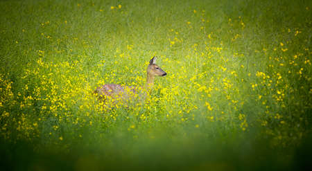 A beautiful deer observes the surroundings in the yellow grass, the best photoの写真素材
