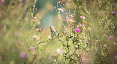 Very nice goldfinch sitting on a thistle, the best photo