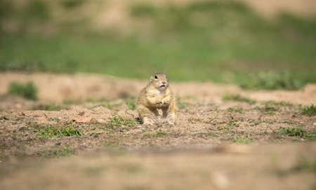 ground squirrel runs and observes the surroundings in the meadow, the best photoの写真素材