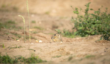 ground squirrel runs and observes the surroundings in the meadow, the best photo