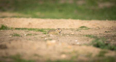 ground squirrel runs and observes the surroundings in the meadow, the best photo