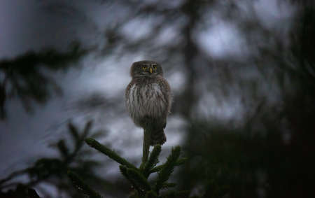Glaucidium passerinum sits on a branch at night and looks at the prey, the best photoの写真素材