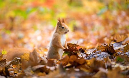 Squirrel in the autumn park sunshine with autumn colors, the best photo.