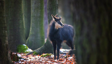 A chamois cub lost in the woods looking for a way, the best photo.の写真素材
