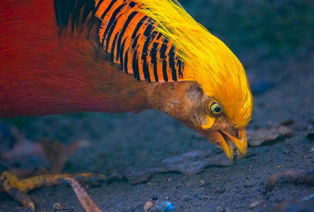 golden pheasant eats seeds from the ground, the best photoの写真素材