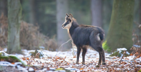 A chamois cub lost in the woods looking for a way, the best photo.