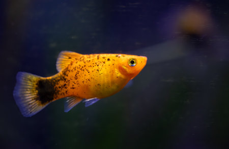 Xiphophorus hellerii. Tropical fish swimming in the aquarium, the best photoの写真素材