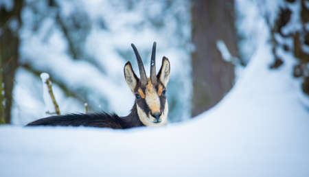 Mountain chamois in the snowy forest of the Luzickych Mountains, the best photo.の写真素材