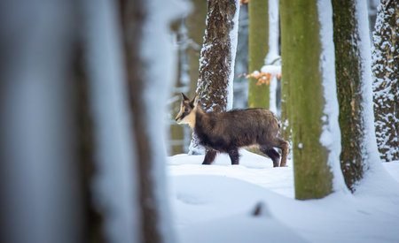 Mountain very rare chamois in the snowy forest of the Luzickych Mountains, the best photo.の写真素材