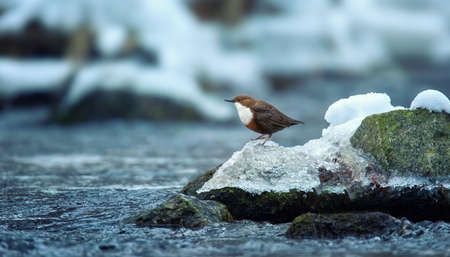 The white throated dipper Cinclus cinclus sitting on a stone and looking for food in winter, the...
