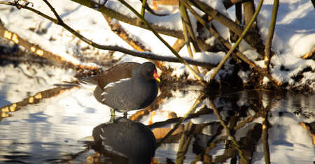 Gallinula chloropus swims on the water and looks for food, the best photoの写真素材