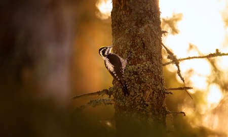 Three toed woodpecker Picoides tridactylus on a tree looking for food in sunset and sunrise. the...