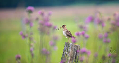 The Common Snipe Gallinago looking for food in the meadow and flies and sits on wooden poles, the best photo.の写真素材