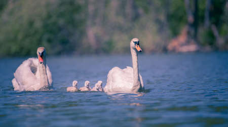 Young swans watch their mother as they hunt for food. The best photo.の写真素材