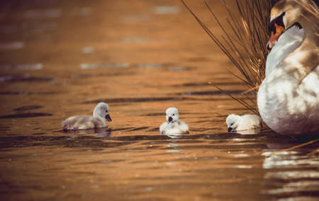 Young swans watch their mother as they hunt for food. The best photo.