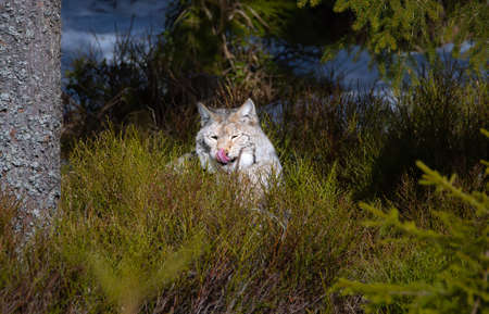 Lynx he walks quietly through the forest and is hunting, the best photo.