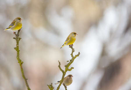 European greenfinch male Chloris chloris bird singing in early morning sunlight during mating season...
