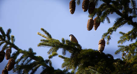 Pyrrhula pyrrhula Eurasian Bullfinch sitting on the spruce branch in the forest, the best photo.の写真素材