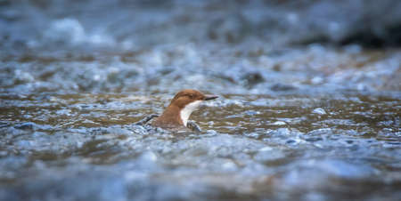 The white throated dipper Cinclus cinclus sitting on a hunts for food in the water in the river, the...