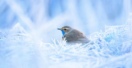 White spotted bluethroat Luscinia svecica cyanecula sitting on a frosty day on frosted ground, the...