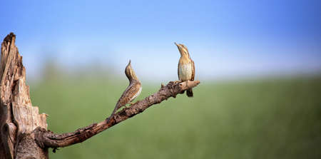 Wryneck Jynx torquilla sits on a branch and attracts a female., The best photo.の写真素材