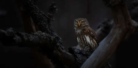 Glaucidium passerinum sits on a branch at night and looks at the prey, the best photoの写真素材
