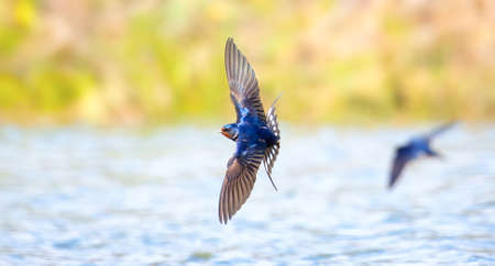Barn swallow Hirundo rustica flies over the water and catches insects, the best photo.の写真素材