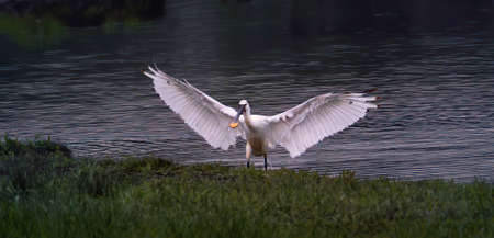 Glaucidium passerinum sits on a branch at night and looks at the prey, the best photoの写真素材