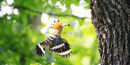 Haliaeetus pelagicus sits in blooming grass and rests, the best photo.の写真素材