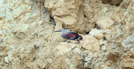 Haliaeetus pelagicus sits in blooming grass and rests, the best photo.の写真素材