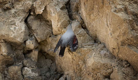 Haliaeetus pelagicus sits in blooming grass and rests, the best photo.の写真素材