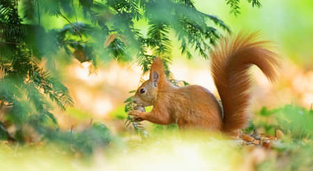 Haliaeetus pelagicus sits in blooming grass and rests, the best photo.の写真素材