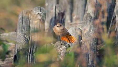 Haliaeetus pelagicus sits in blooming grass and rests, the best photo.の写真素材