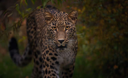 Rare fosa Cryptoprocta ferox stares and watches around him, the best photo.の写真素材