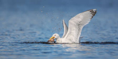 Podiceps cristatus floats on the water and doing pre-wedding dance, the best photo.