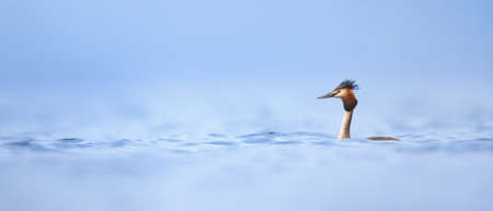 Aythia fuligula swims and makes little angels above the surface, the best photo