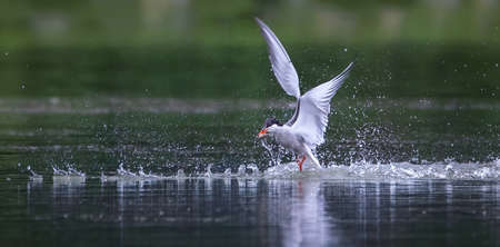 Podiceps cristatus floats on the water and doing pre-wedding dance, the best photo.の写真素材