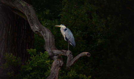 Gray herons it sits on a dry branch and watches its prey, the best photo.の写真素材