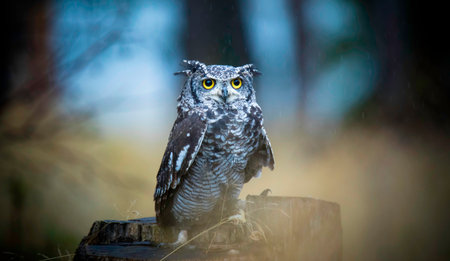 Bubo africanus sits and watches its surroundings and its food, the best photo.の写真素材