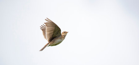 The Eurasian skylark Alauda arvensis in flight, the best photo.の写真素材