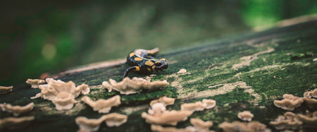 Salamander salamander of the forest in the forest on grass and moss looking for food, the best photo.の素材 [FY310202886438]