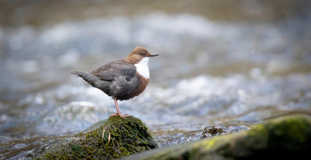 The white throated dipper Cinclus cinclus sitting on a stone and looking for food in winter, the...