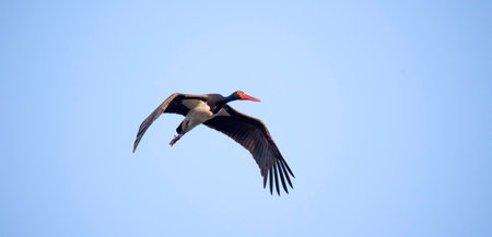 Black stork ciconia flies across the blue sky to hunt, the best photo.の写真素材