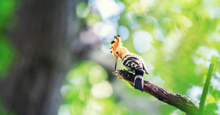 Crested Hoopoe Upupa epops it flies to the nest and carries food for the female for the young, the best photo.の写真素材